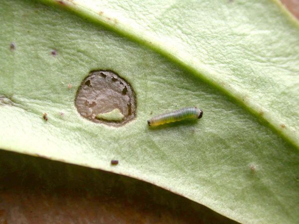 Melinaea menophilus 1st instar, KRW-186