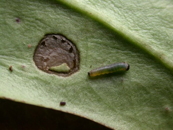 Melinaea menophilus 1st instar, KRW-186
