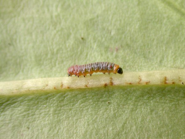 Melinaea menophilus 1st instar, KRW-187