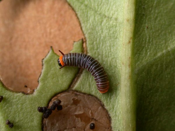 Melinaea menophilus 2nd instar, KRW-186