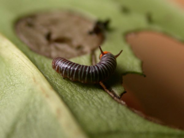 Melinaea menophilus 2nd instar, KRW-186