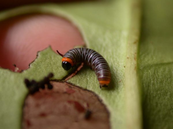 Melinaea menophilus 2nd instar, KRW-186