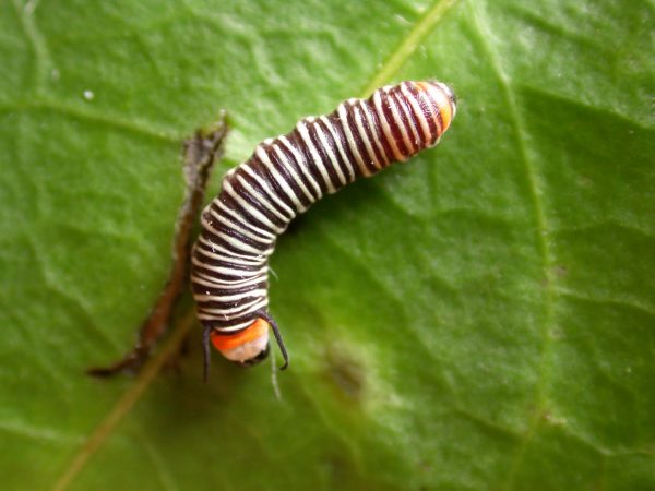 Melinaea menophilus 3rd instar, KRW-186