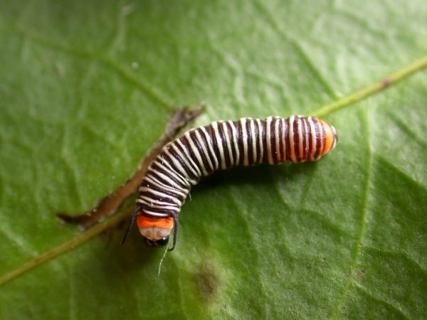 Melinaea menophilus 3rd instar, KRW-186