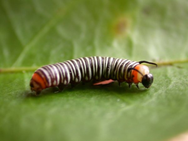 Melinaea menophilus 3rd instar, KRW-186