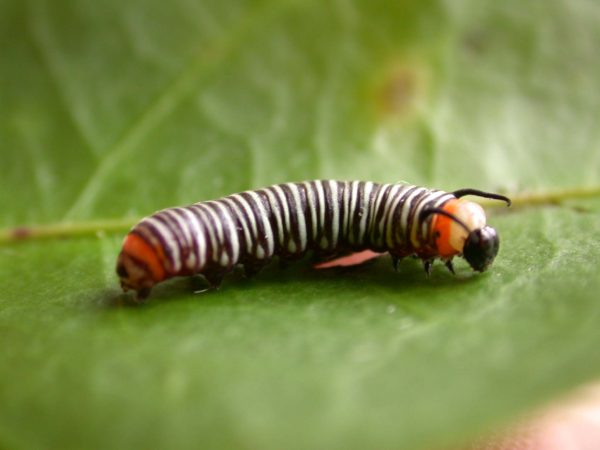 Melinaea menophilus 3rd instar, KRW-186