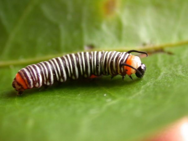 Melinaea menophilus 3rd instar, KRW-186