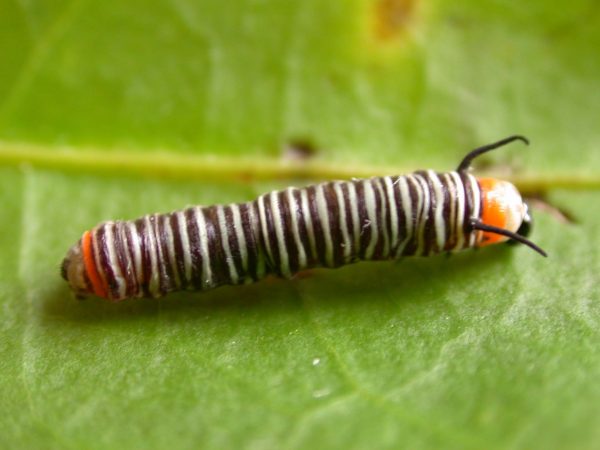Melinaea menophilus 3rd instar, KRW-186