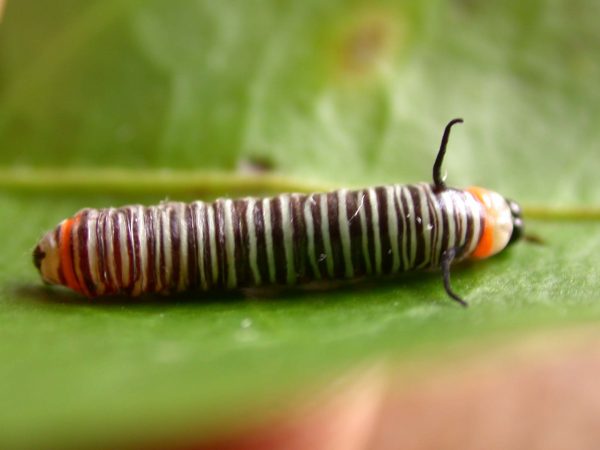Melinaea menophilus 3rd instar, KRW-186