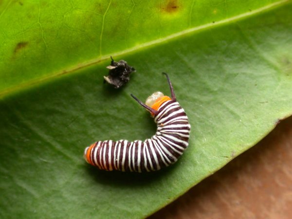 Melinaea menophilus 4th instar, KRW-186
