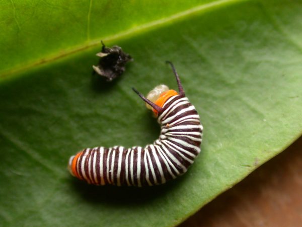 Melinaea menophilus 4th instar, KRW-186
