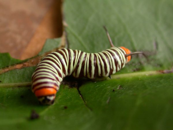 Melinaea menophilus 4th instar, KRW-186