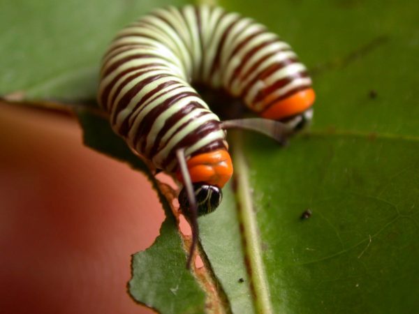 Melinaea menophilus 4th instar, KRW-186