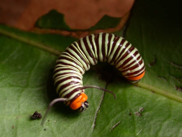 Melinaea menophilus 4th instar, KRW-186