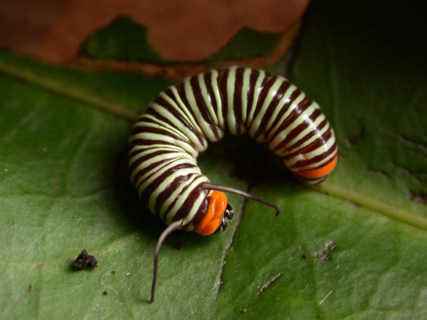 Melinaea menophilus 4th instar, KRW-186