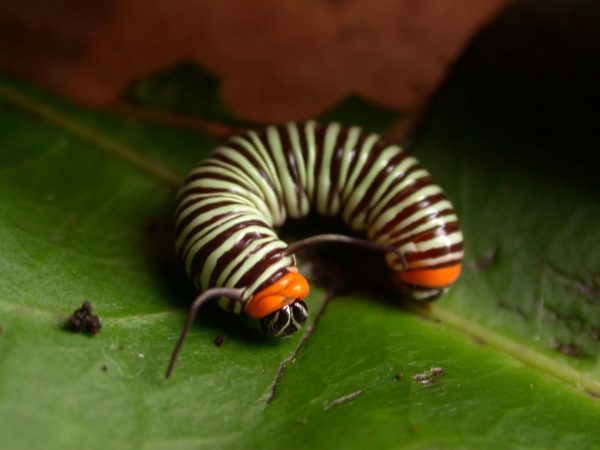 Melinaea menophilus 4th instar, KRW-186