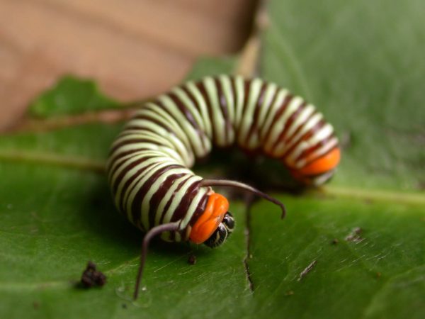 Melinaea menophilus 4th instar, KRW-186