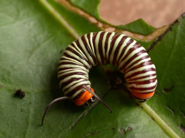 Melinaea menophilus 4th instar, KRW-186