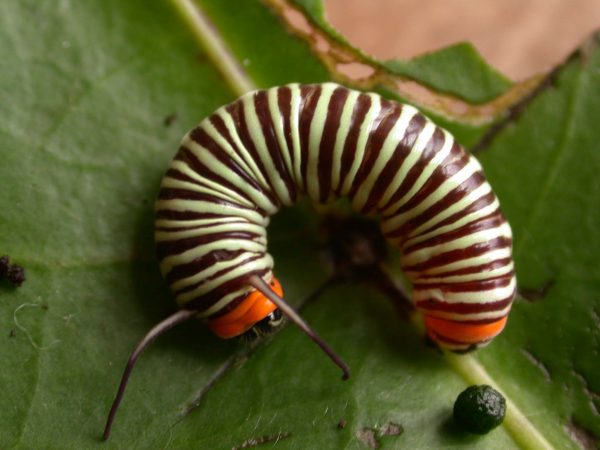 Melinaea menophilus 4th instar, KRW-186