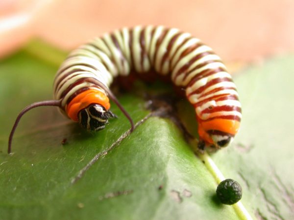 Melinaea menophilus 4th instar, KRW-186