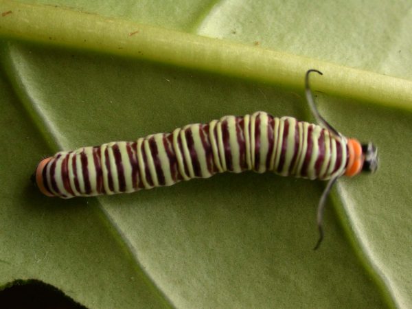 Melinaea menophilus 5th instar, KRW-186