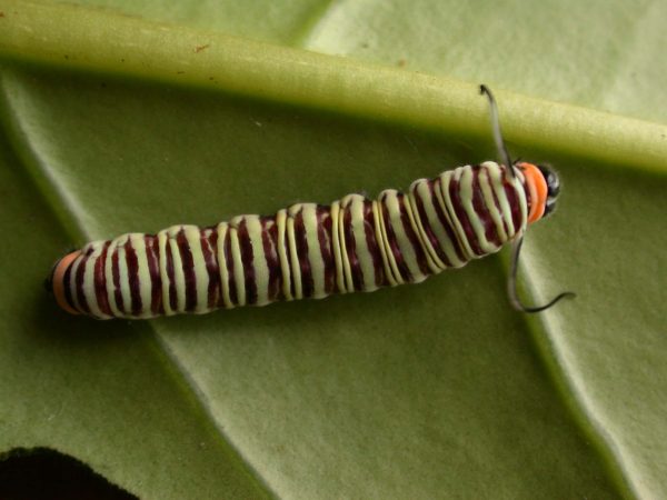 Melinaea menophilus 5th instar, KRW-186