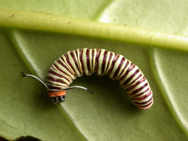 Melinaea menophilus 5th instar, KRW-186