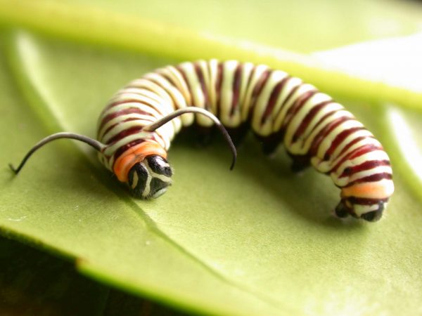 Melinaea menophilus 5th instar, KRW-186