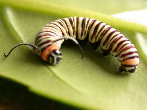 Melinaea menophilus 5th instar, KRW-186