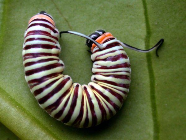 Melinaea menophilus 5th instar, KRW-186