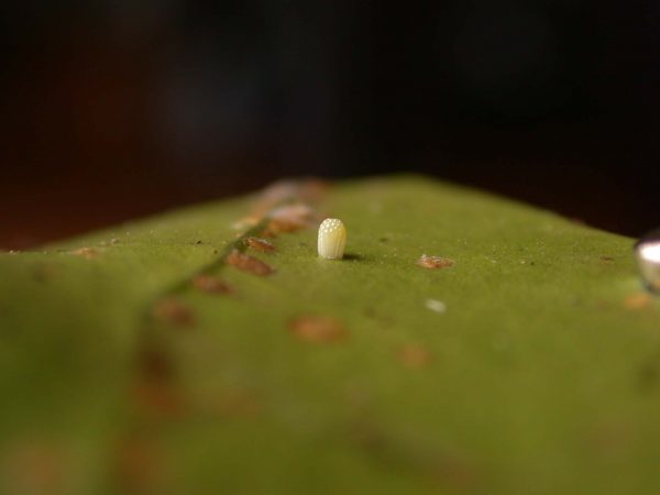 Melinaea menophilus egg, KRW-187