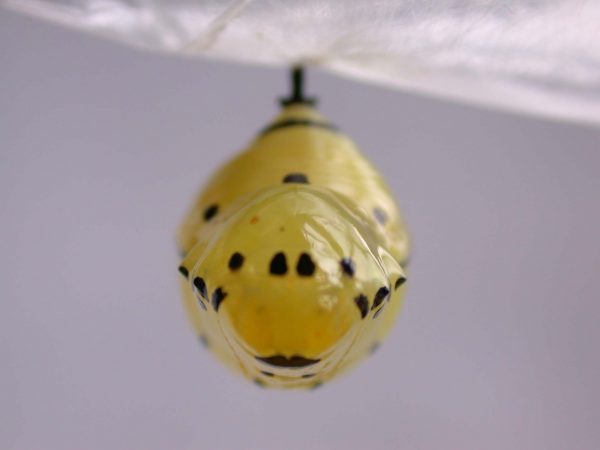 Melinaea menophilus pupa dorsal, KRW-186