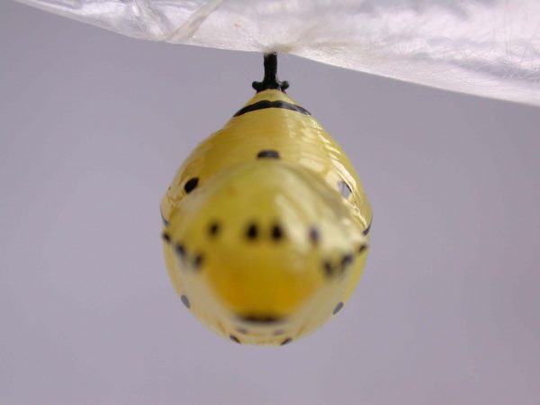 Melinaea menophilus pupa dorsal, KRW-186