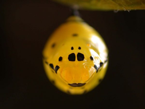Melinaea menophilus pupa dorsal, KRW-187