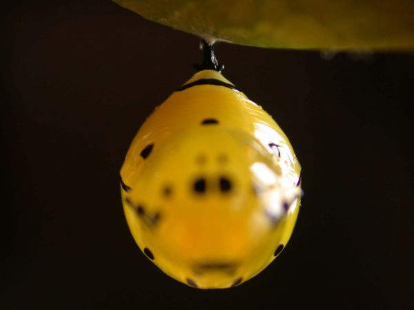 Melinaea menophilus pupa dorsal, KRW-187