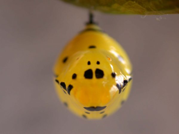 Melinaea menophilus pupa dorsal, KRW-187