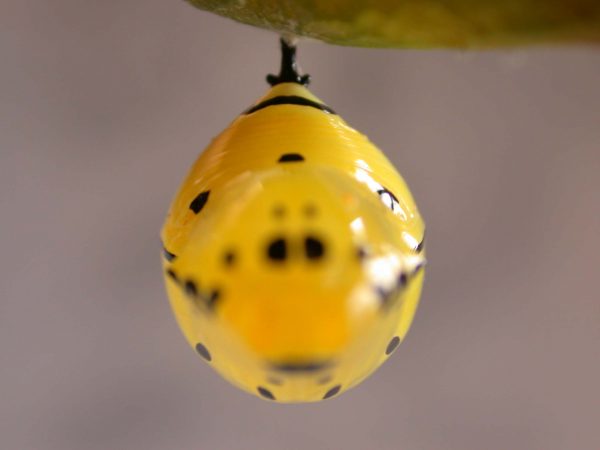 Melinaea menophilus pupa dorsal, KRW-187