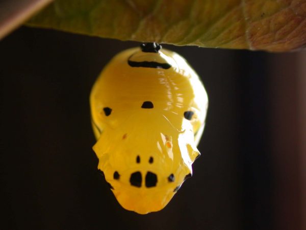 Melinaea menophilus pupa dorsal, KRW-187