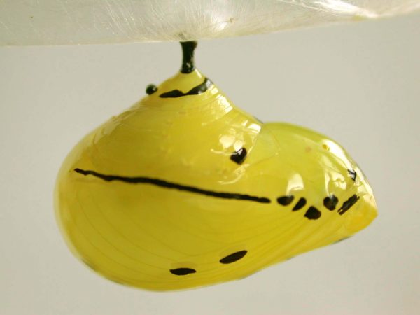 Melinaea menophilus pupa lateral, KRW-186