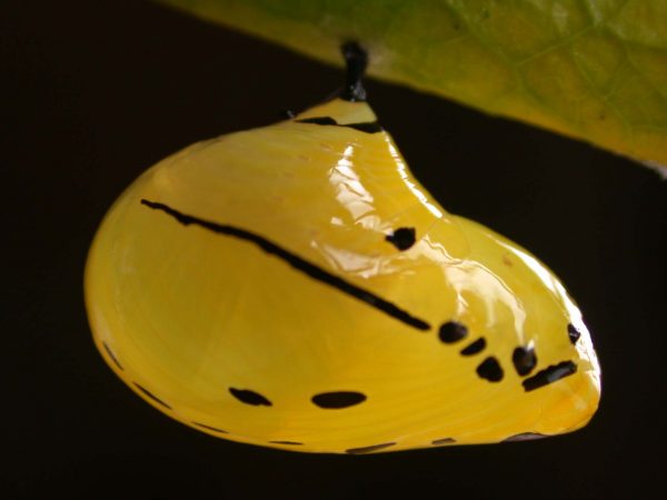 Melinaea menophilus pupa lateral, KRW-187