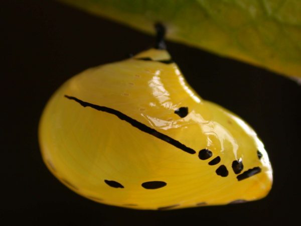Melinaea menophilus pupa lateral, KRW-187
