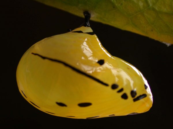 Melinaea menophilus pupa lateral, KRW-187