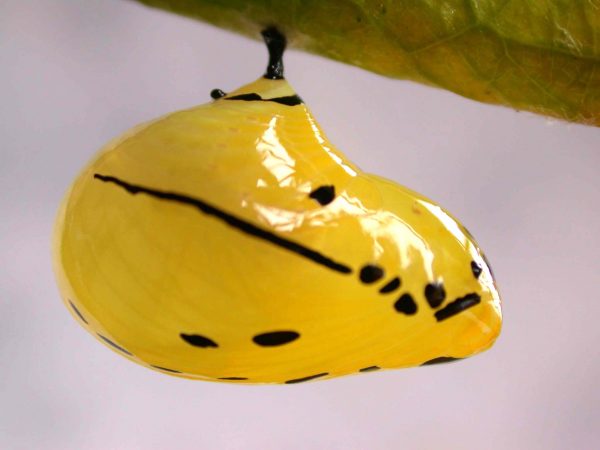 Melinaea menophilus pupa lateral, KRW-187