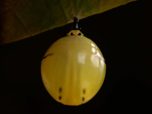 Melinaea menophilus pupa ventral, KRW-187