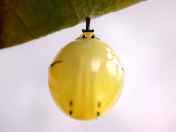 Melinaea menophilus pupa ventral, KRW-187