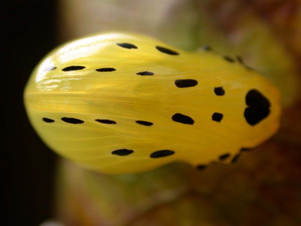Melinaea menophilus pupa ventral, KRW-187