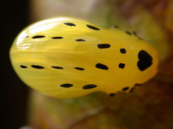 Melinaea menophilus pupa ventral, KRW-187