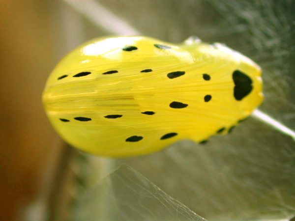 Melinaea menophilus pupa ventral, KRW-186