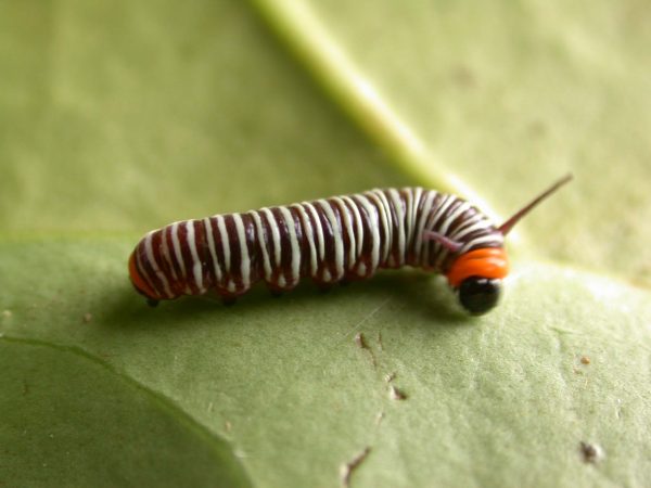Melinaea sp. 3rd instar, KRW-279