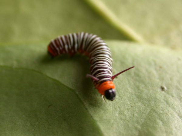 Melinaea sp. 3rd instar, KRW-279